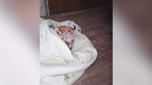 Тигренка спасли на трассе в Хабаровском крае
