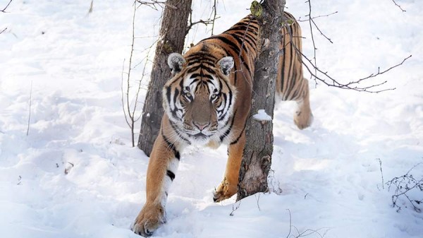 Визиты тигров в села Хабаровского края заметно участились
