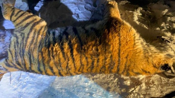 Агрессивного тигра отловили в Хабаровском крае
