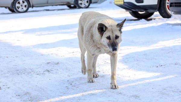 Самовыгул домашних собак запретят в Хабаровском крае
