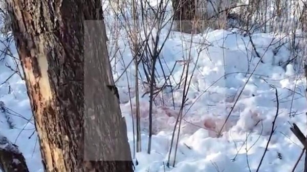 СК начал проверку после нападения тигра на человека в Хабаровском крае
