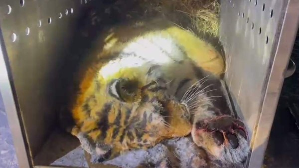 Специалист рассказал подробности об отлове тигра в Хабаровском крае
