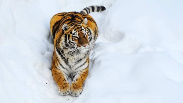 Тигр убил жителя Хабаровского края и его собаку
