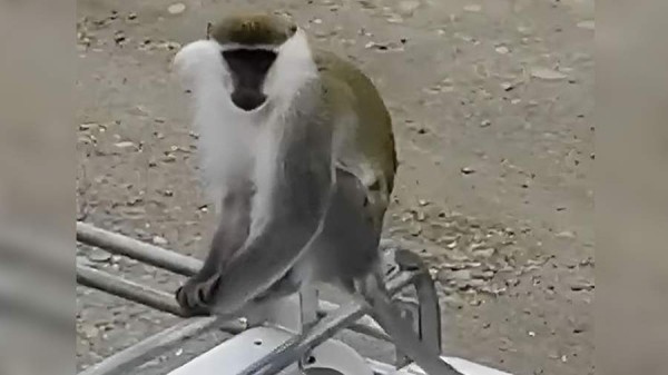 Нападавшую на людей мартышку поймали в Хабаровском крае
