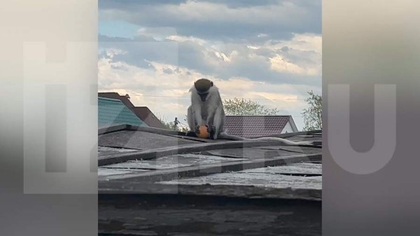 В Хабаровском крае обезьяна сбежала от хозяев и покусала местных жителей
В Хабаровском крае обезьяна сбежала от хозяев и покусала местных жителей