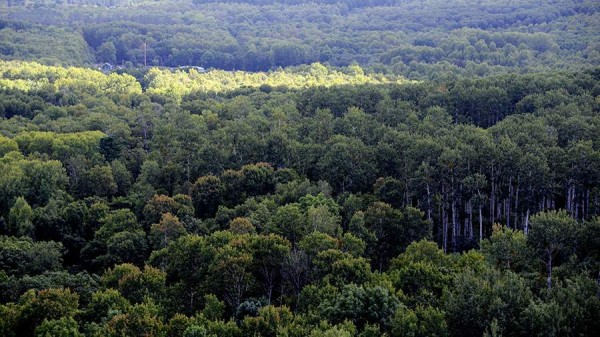 Хабаровский край признали одним из самых лесистых регионов России
