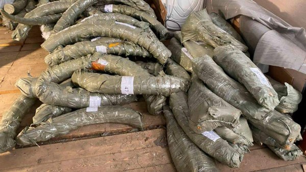 Жителя Приморья осудили за подготовку контрабанды бивней мамонта и моржа
