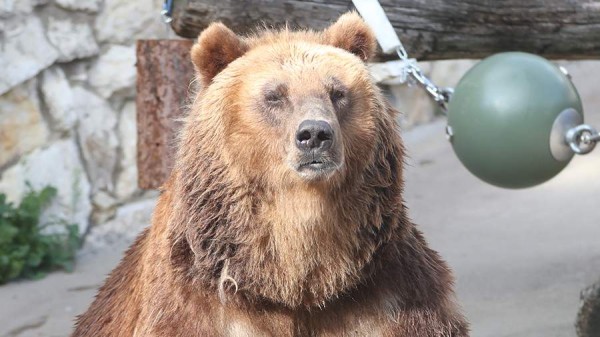 В Хабаровском крае за неделю зафиксировали 11 случаев с медведями
