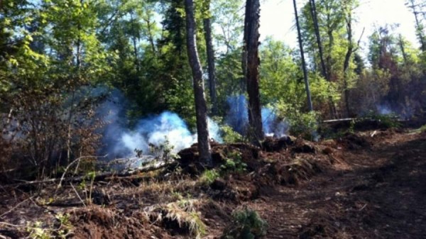 Лесной пожар зарегистрировали в Хабаровском крае впервые за 3 недели
Лесной пожар зарегистрировали в Хабаровском крае впервые за 3 недели