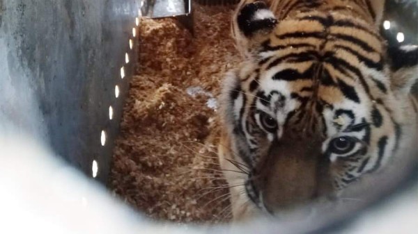 Отловленную в Хабаровском крае тигрицу отправили в Екатеринбург
