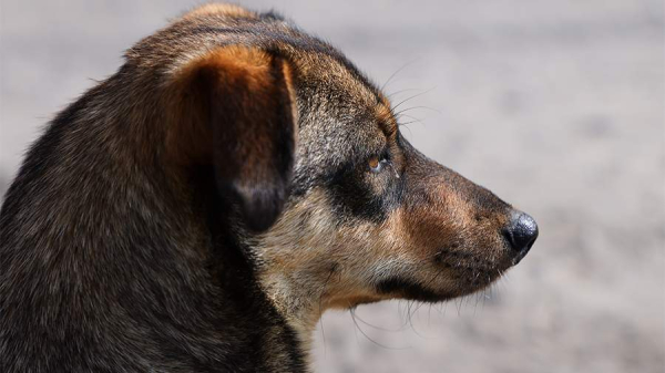 Хабаровского чиновника обвинили в халатности из-за гибели человека от собак

