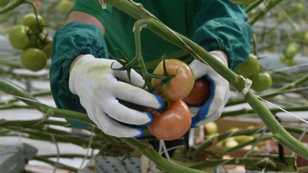 
Почти 14 тыс. т овощей собрали фермеры в Хабаровском крае