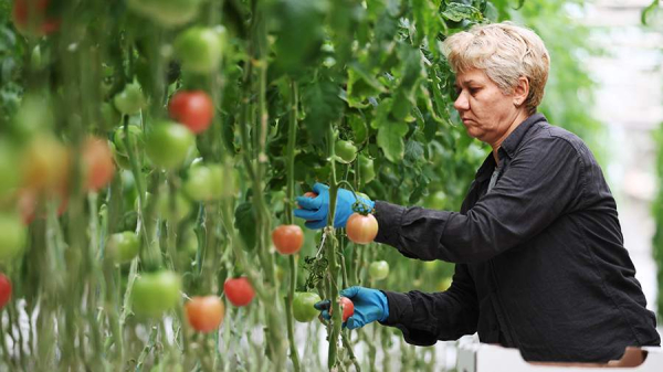 Производство тепличных овощей выросло на 20% в Хабаровском крае
