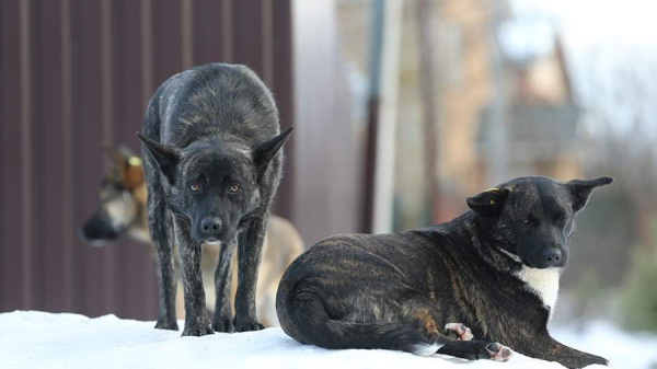 
В Хабаровском крае на 10-летнюю девочку напали бездомные собаки