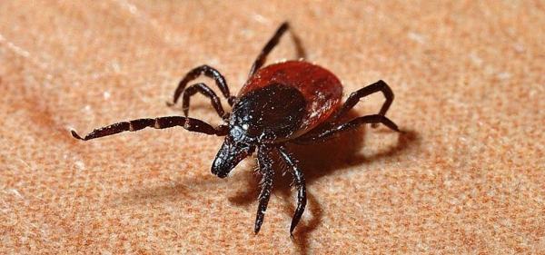 Переносчики вируса SFTS подбираются к Хабаровскому краю Переносчики вируса SFTS подбираются к Хабаровскому краю