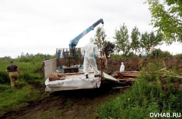 Территории отчуждения возникли в Вяземском из-за эпидемии чумы (ФОТО)